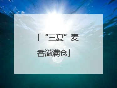 “三夏”麦香溢满仓