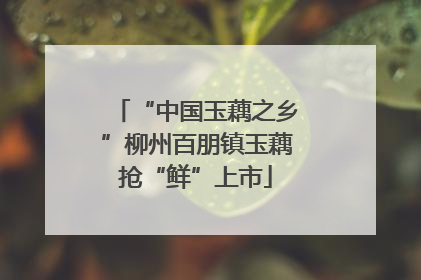 “中国玉藕之乡”柳州百朋镇玉藕抢“鲜”上市