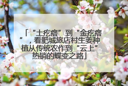 “土疙瘩”到“金疙瘩”，看肥城旅店村生姜种植从传统农作到“云上”热销的蝶变之路
