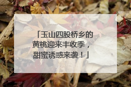 玉山四股桥乡的黄桃迎来丰收季，甜蜜诱惑来袭！
