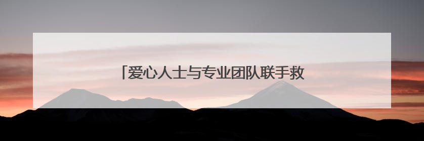 爱心人士与专业团队联手救护 小猫头鹰成功飞上蓝天