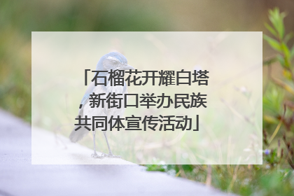 石榴花开耀白塔，新街口举办民族共同体宣传活动