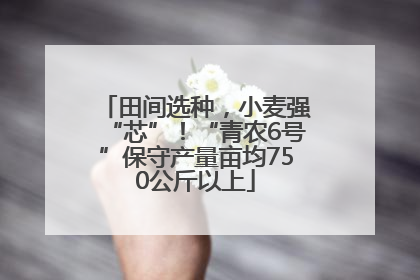 田间选种，小麦强“芯”！“青农6号”保守产量亩均750公斤以上