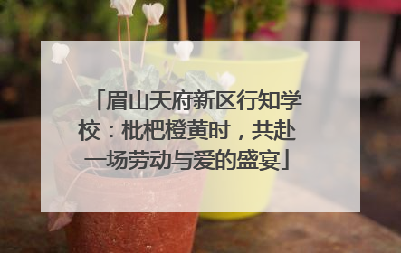 眉山天府新区行知学校：枇杷橙黄时，共赴一场劳动与爱的盛宴