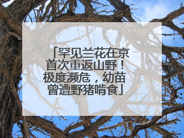 罕见兰花在京首次重返山野！极度濒危，幼苗曾遭野猪啃食