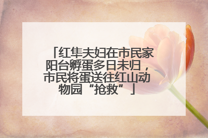 红隼夫妇在市民家阳台孵蛋多日未归，市民将蛋送往红山动物园“抢救”