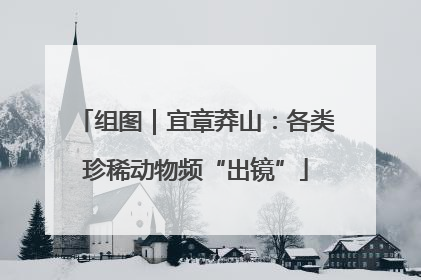 组图｜宜章莽山：各类珍稀动物频“出镜”