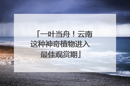 一叶当舟！云南这种神奇植物进入最佳观赏期