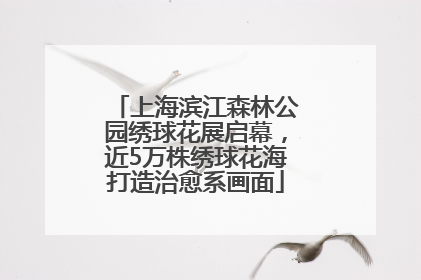 上海滨江森林公园绣球花展启幕，近5万株绣球花海打造治愈系画面