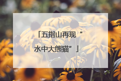 五指山再现“水中大熊猫”