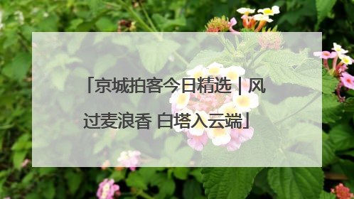 京城拍客今日精选｜风过麦浪香 白塔入云端
