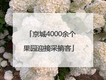 京城4000余个果园迎接采摘客
