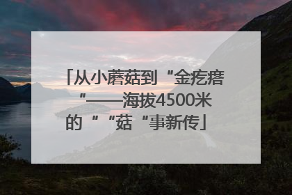 从小蘑菇到“金疙瘩“——海拔4500米的““菇“事新传