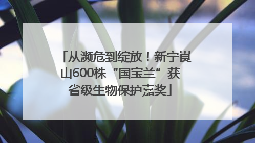 从濒危到绽放！新宁崀山600株“国宝兰”获省级生物保护嘉奖