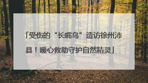 受伤的“长嘴鸟”造访徐州沛县！暖心救助守护自然精灵