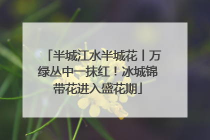 半城江水半城花丨万绿丛中一抹红！冰城锦带花进入盛花期
