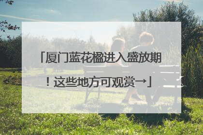 厦门蓝花楹进入盛放期！这些地方可观赏→