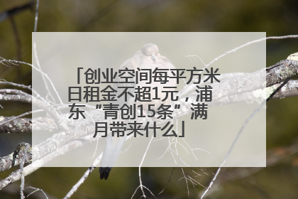 创业空间每平方米日租金不超1元，浦东“青创15条”满月带来什么