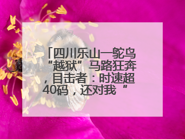 四川乐山一鸵鸟“越狱”马路狂奔，目击者：时速超40码，还对我“笑”了下