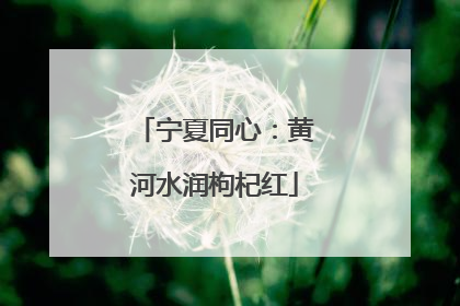 宁夏同心：黄河水润枸杞红