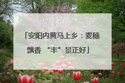 安阳内黄马上乡：麦穗飘香 “丰”景正好