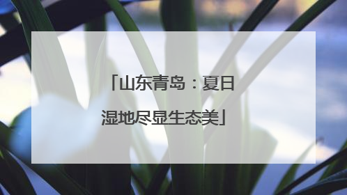 山东青岛：夏日湿地尽显生态美
