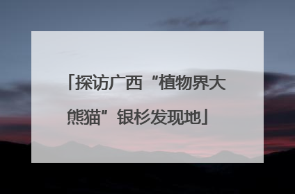 探访广西“植物界大熊猫”银杉发现地