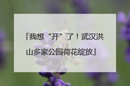 我想“开”了！武汉洪山多家公园荷花绽放