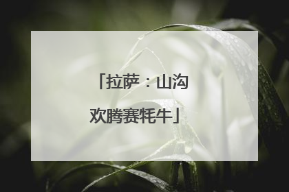 拉萨：山沟欢腾赛牦牛