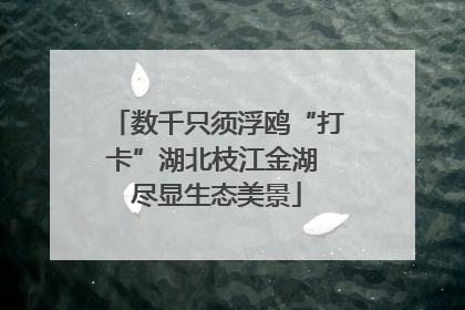 数千只须浮鸥“打卡”湖北枝江金湖 尽显生态美景