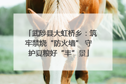 武陟县大虹桥乡：筑牢禁烧“防火墙” 守护夏粮好“丰”景