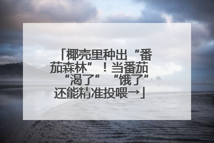 椰壳里种出“番茄森林”！当番茄“渴了”“饿了”还能精准投喂→