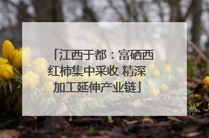 江西于都：富硒西红柿集中采收 精深加工延伸产业链