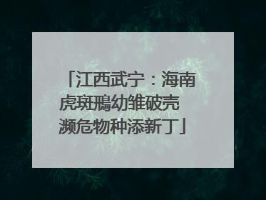 江西武宁：海南虎斑鳽幼雏破壳 濒危物种添新丁