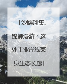 沙鸥翔集、锦鲤漫游：这处工业岸线变身生态长廊