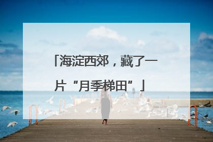 海淀西郊，藏了一片“月季梯田”
