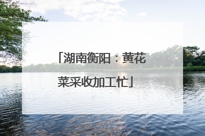 湖南衡阳：黄花菜采收加工忙