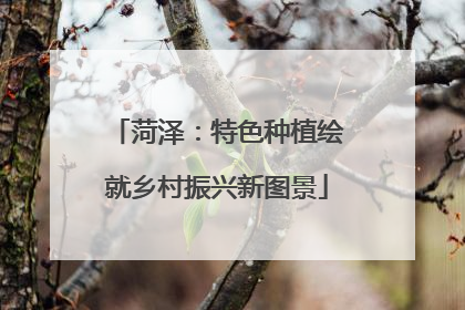 菏泽：特色种植绘就乡村振兴新图景