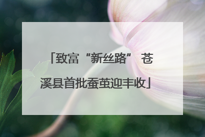 致富“新丝路” 苍溪县首批蚕茧迎丰收