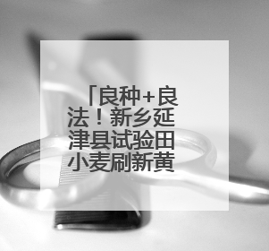 良种+良法！新乡延津县试验田小麦刷新黄淮麦区高产记录