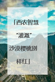 西农智慧“灌溉” 沙漠樱桃别样红