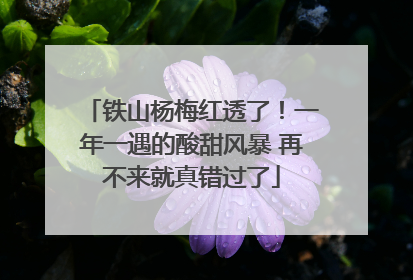 铁山杨梅红透了！一年一遇的酸甜风暴 再不来就真错过了