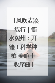 风吹麦浪一线行｜衡水冀州：开镰！科学种植 奏响丰收序曲