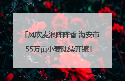 风吹麦浪阵阵香 海安市55万亩小麦陆续开镰