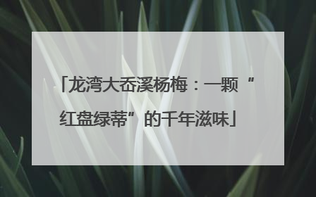 龙湾大岙溪杨梅：一颗“红盘绿蒂”的千年滋味