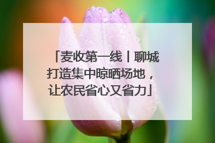 麦收第一线丨聊城打造集中晾晒场地，让农民省心又省力