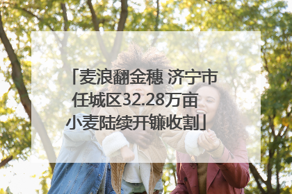 麦浪翻金穗 济宁市任城区32.28万亩小麦陆续开镰收割