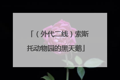 （外代二线）索斯托动物园的黑天鹅