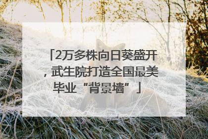 2万多株向日葵盛开，武生院打造全国最美毕业“背景墙”