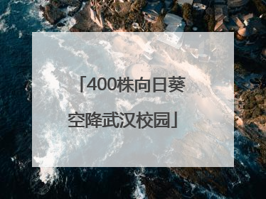 400株向日葵空降武汉校园